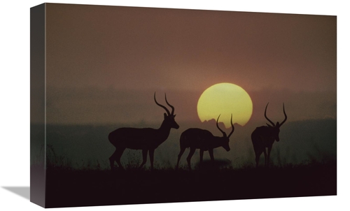 Global Gallery GCS-452187-1218-142 12 x 18 in. Impala Bucks At Sunset&