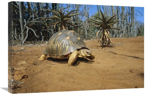 Global Gallery GCS-452645-2030-142 20 x 30 in. Radiated Tortois in the