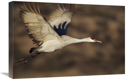 Global Gallery GCS-396376-1624-142 16 x 24 in. Sandhill Crane Flying&#