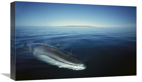 Global Gallery GCS-451687-22-142 22 in. Fin Whale At Winter Feeding Gr