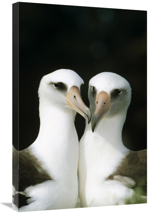 Global Gallery GCS-451422-2030-142 20 x 30 in. Laysan Albatross Pair B