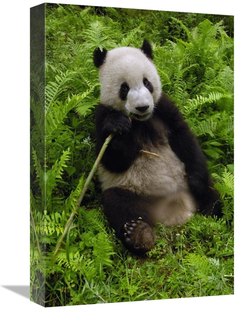 Global Gallery GCS-397879-1218-142 12 x 18 in. Giant Panda Eating Bamb
