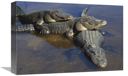 Global Gallery GCS-453378-1218-142 12 x 18 in. American Alligator Thre