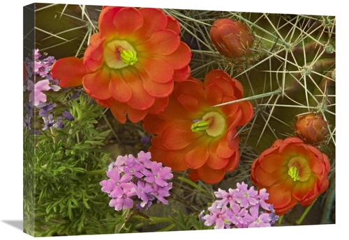 Global Gallery GCS-396836-1824-142 18 x 24 in. Claret Cup Cactus & Ver