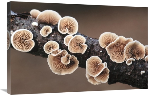 Global Gallery GCS-453614-2436-142 24 x 36 in. Split Gill Fungus Growi