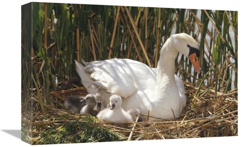 Global Gallery GCS-452284-1218-142 12 x 18 in. Mute Swan Parent with C