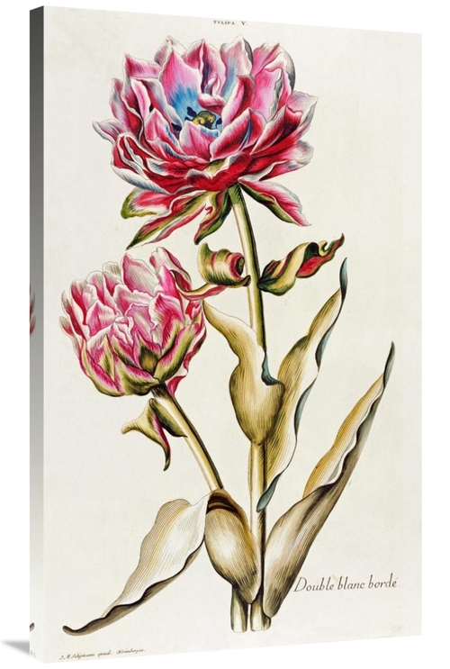 Global Gallery GCS-267421-40-142 40 in. A Double White Edged Tulip Art