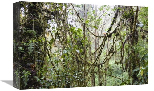 Global Gallery GCS-452697-1218-142 12 x 18 in. Rainforest At Cerro De 
