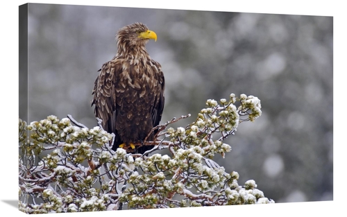 Global Gallery GCS-398055-2030-142 20 x 30 in. White-Tailed Eagle,