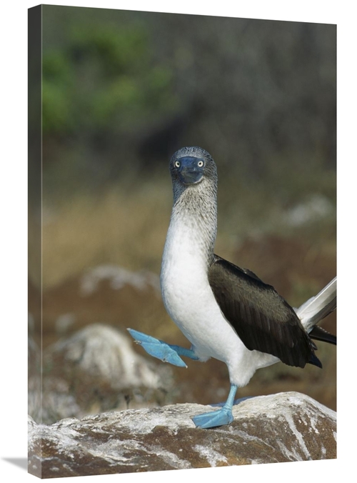 Global Gallery GCS-451740-2030-142 20 x 30 in. Blue-Footed Booby Perfo