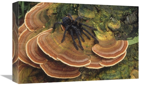 Global Gallery GCS-451107-1218-142 12 x 18 in. Tarantula Large Female 