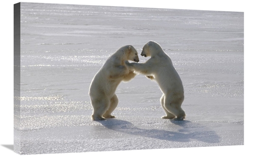 Global Gallery GCS-450939-2030-142 20 x 30 in. Polar Bear Pair Sparrin