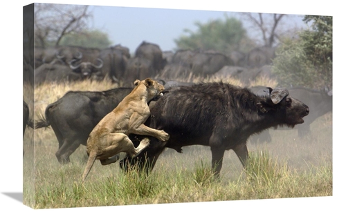 Global Gallery GCS-453270-1624-142 16 x 24 in. African Lion Attacking 