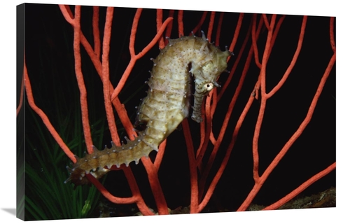 Global Gallery GCS-450615-2436-142 24 x 36 in. Seahorse on Coral, 