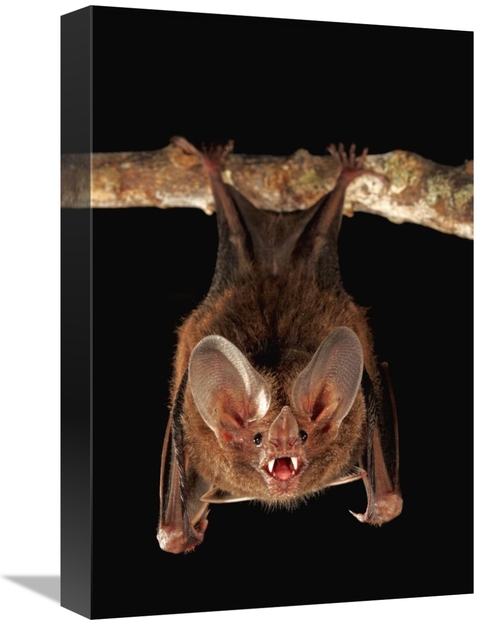 Global Gallery GCS-398575-1218-142 12 x 18 in. Fringe-Lipped Bat Roost