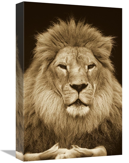 Global Gallery GCS-453712-1218-142 12 x 18 in. African Lion Male, 