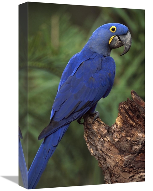 Global Gallery GCS-453122-1218-142 12 x 18 in. Hyacinth Macaw Perched 