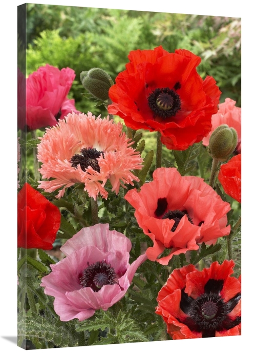 Global Gallery GCS-398336-2436-142 24 x 36 in. Oriental Poppy Flowers 