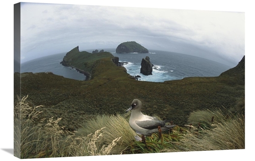 Global Gallery GCS-451617-2030-142 20 x 30 in. Light-Mantled Albatross
