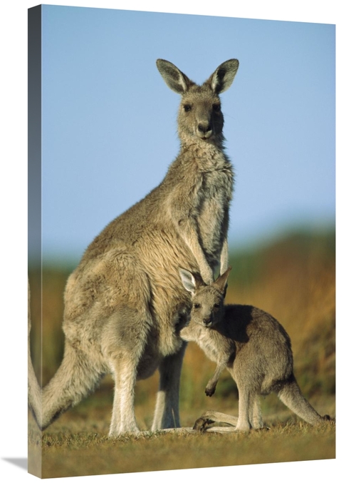 Global Gallery GCS-395369-2030-142 20 x 30 in. Eastern Grey Kangaroo J