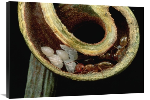 Global Gallery GCS-450977-40-142 40 in. Carpenter Ants & Pupae Nest Sa