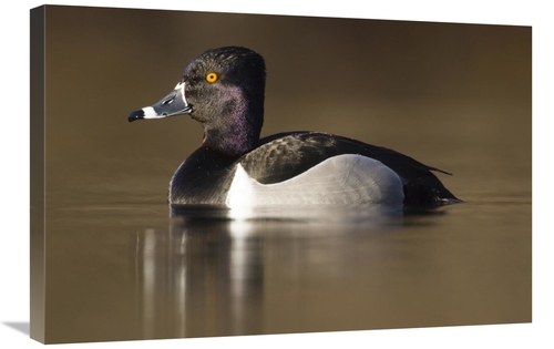 Global Gallery GCS-397423-2030-142 20 x 30 in. Ring-Necked Duck Male i