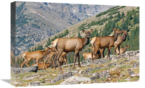 Global Gallery GCS-486539-22-142 22 in. Elk Above the Timberline Art P