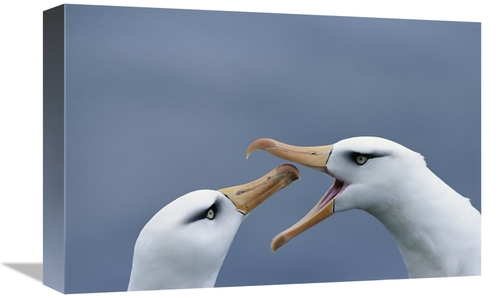 Global Gallery GCS-451599-1218-142 12 x 18 in. Campbell Albatross Cour