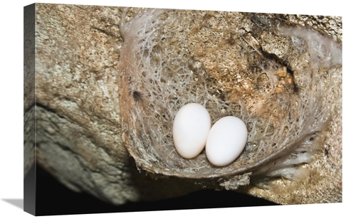 Global Gallery GCS-453626-1624-142 16 x 24 in. Edible-Nest Swiftlet Ne