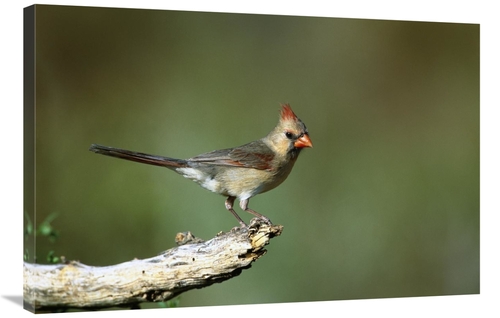 Global Gallery GCS-453290-2436-142 24 x 36 in. Northern Cardinal Femal