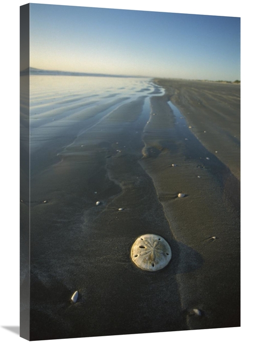 Global Gallery GCS-451709-2030-142 20 x 30 in. Sand Dollar with Wave P