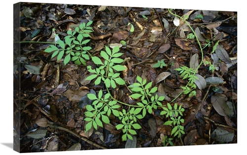 Global Gallery GCS-398570-2030-142 20 x 30 in. Serjania Runner Puts Ou