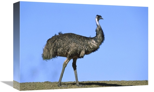 Global Gallery GCS-452567-1218-142 12 x 18 in. Emu Portrait, Sturt