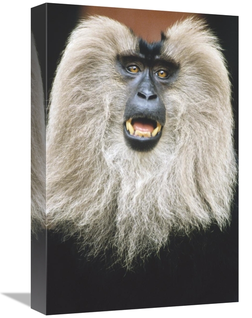 Global Gallery GCS-452435-1218-142 12 x 18 in. Lion-Tailed Macaque Cal