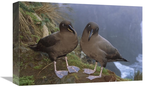 Global Gallery GCS-451798-1218-142 12 x 18 in. Sooty Albatross Pair on