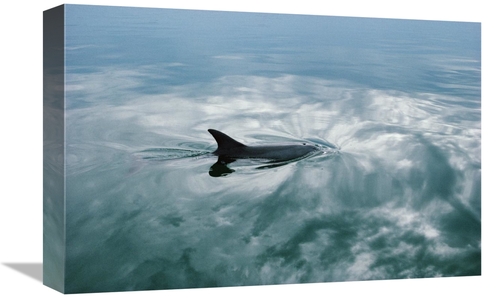 Global Gallery GCS-450657-1218-142 12 x 18 in. Bottlenose Dolphin Surf