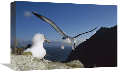 Global Gallery GCS-451789-1218-142 12 x 18 in. Yellow-Nosed Albatross 