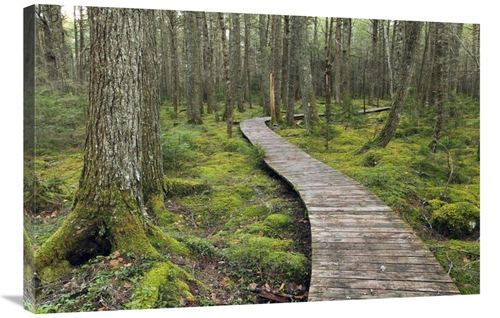 Global Gallery GCS-397613-2436-142 24 x 36 in. Canadian Hemlock Grove 