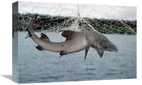Global Gallery GCS-451146-1218-142 12 x 18 in. Illegal Gillnet Fishing