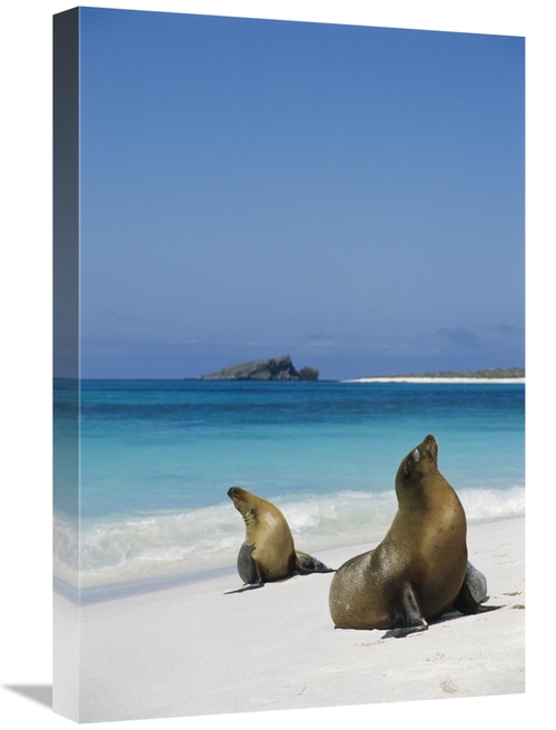 Global Gallery GCS-451836-1624-142 16 x 24 in. Galapagos Sea Lion Pair