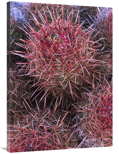 Global Gallery GCS-452067-3040-142 30 x 40 in. Cotton-Top Cactus Detai