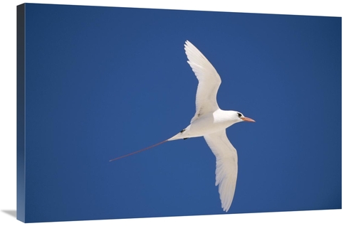 Global Gallery GCS-451447-2436-142 24 x 36 in. Red-Tailed Tropicbird F