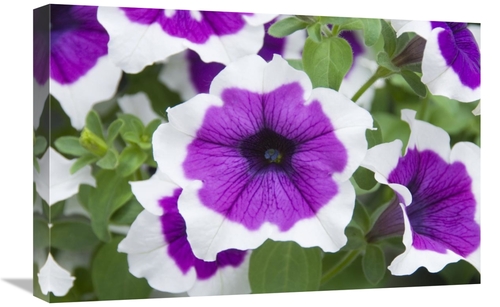Global Gallery GCS-398399-1624-142 16 x 24 in. Petunia Cascadia VIolet