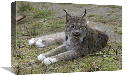 12 x 18 in. Canada Lynx Reclining Showng Typically Large Feet, Hai