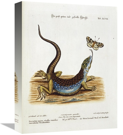 Global Gallery GCS-267262-16-142 16 in. Lizard Chasing a Butterfly Art