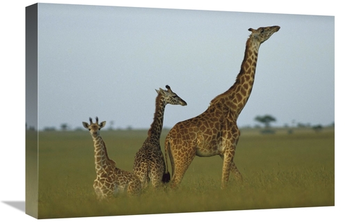 Global Gallery GCS-396213-22-142 22 in. Giraffe Adult & Juveniles on S