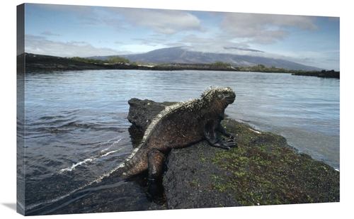 Global Gallery GCS-451203-2436-142 24 x 36 in. Marine Iguana, Punt