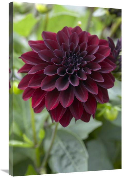 Global Gallery GCS-398344-2436-142 24 x 36 in. Dahlia Ronaldo Variety 