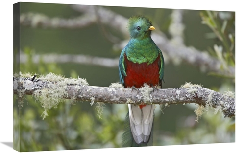 Global Gallery GCS-396061-2030-142 20 x 30 in. Resplendent Quetzal Mal