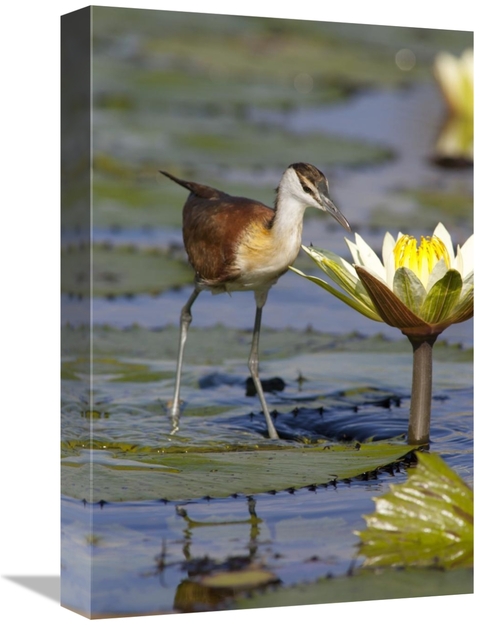 Global Gallery GCS-395505-1218-142 12 x 18 in. African Jacana Juvenile